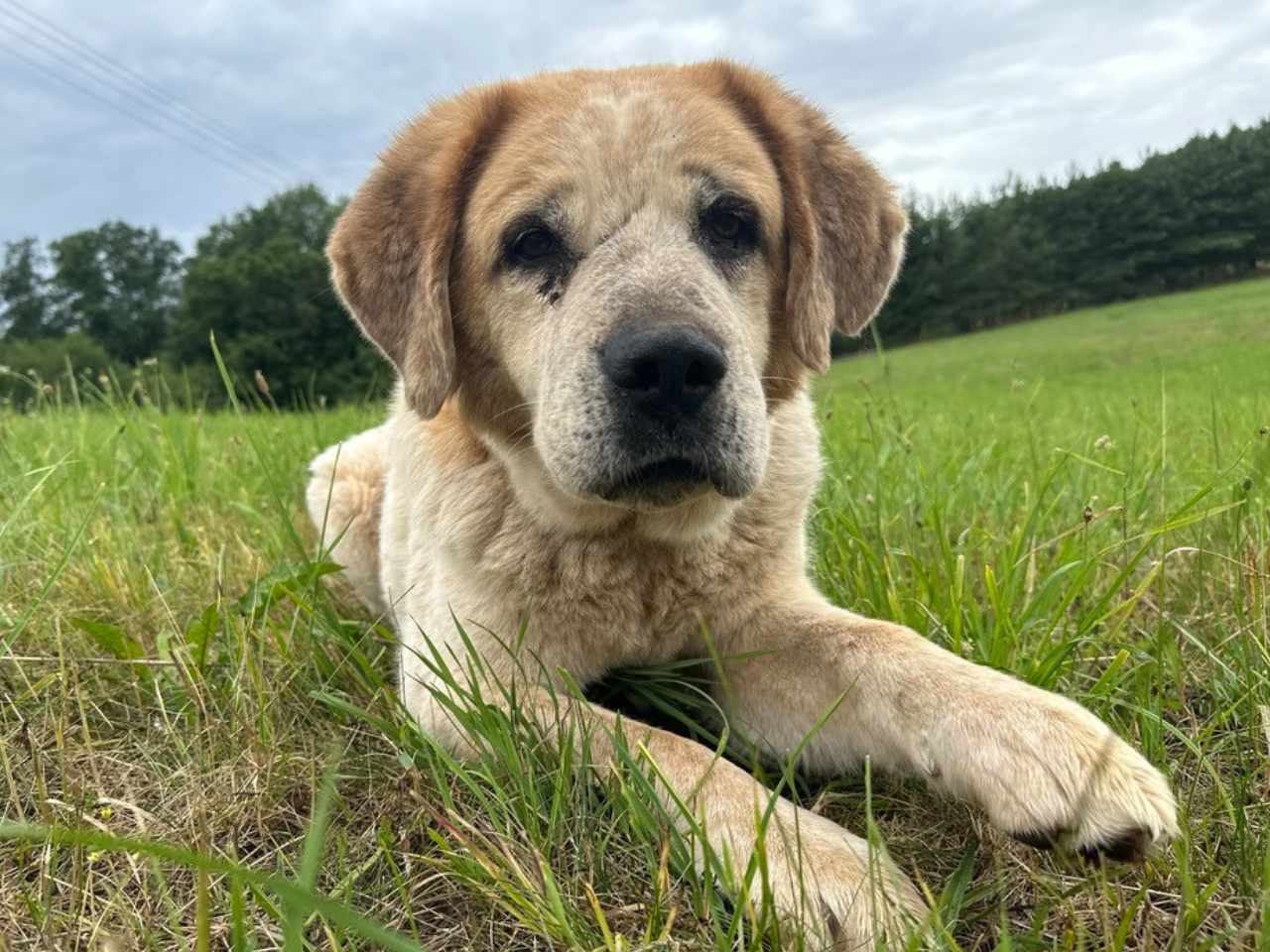 Lilu