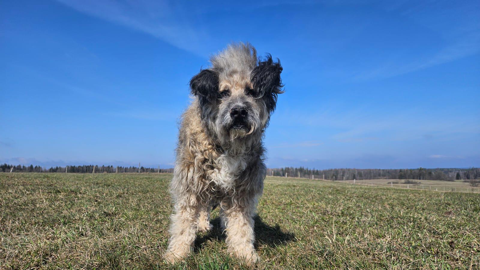 Pumi